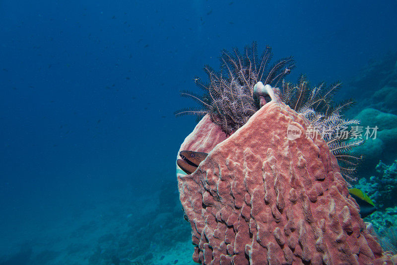 桶状海绵珊瑚中的巨型海鳗(Gymnothorax javanicus)